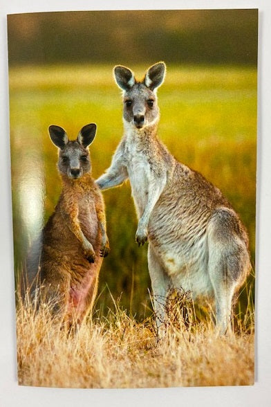 Still Life Card - Kangaroo Pair